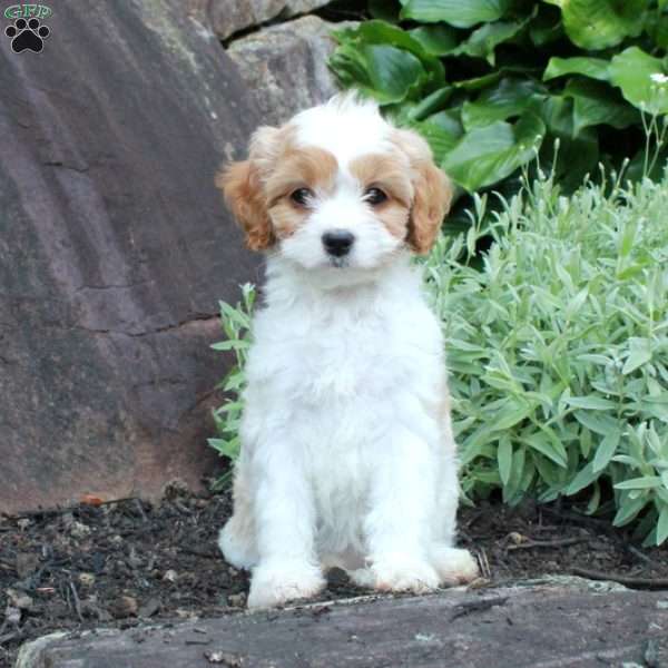 Shyanne, Cavapoo Puppy