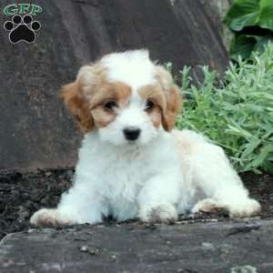 Shyanne, Cavapoo Puppy