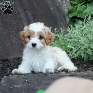 Shyanne, Cavapoo Puppy