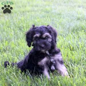 Sidney, Cockapoo Puppy