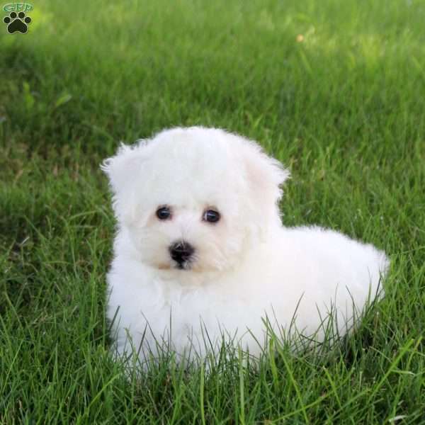 Sidney, Bichon Frise Puppy
