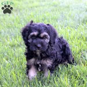 Sidney, Cockapoo Puppy