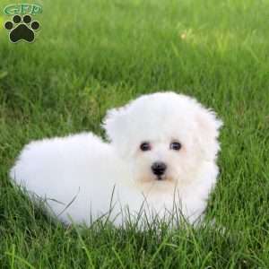 Sidney, Bichon Frise Puppy