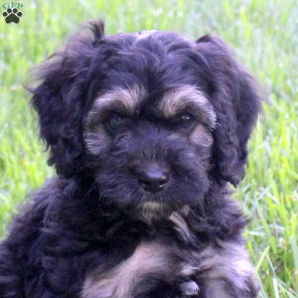 Sidney, Cockapoo Puppy
