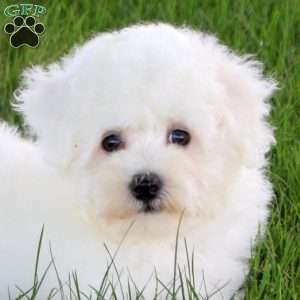 Sidney, Bichon Frise Puppy