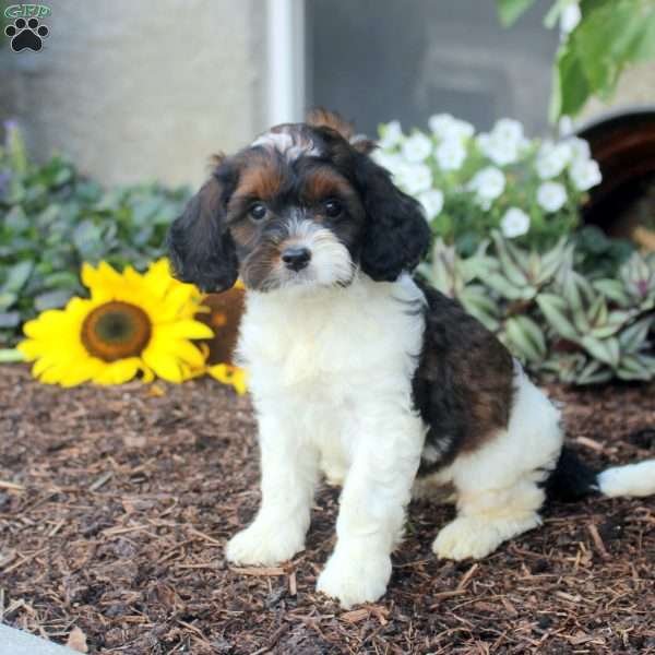 Sienna, Cockapoo Puppy