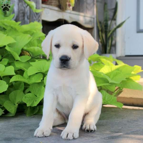 Sienna, Yellow Labrador Retriever Puppy