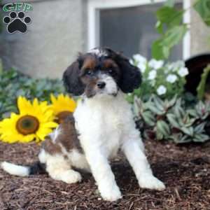 Sienna, Cockapoo Puppy