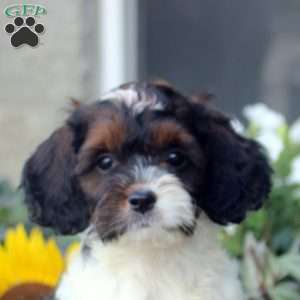 Sienna, Cockapoo Puppy