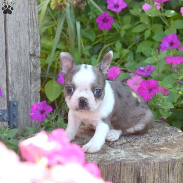 Sierra, Boston Terrier Puppy