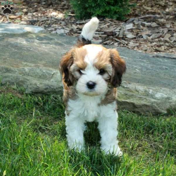 Sierra, Havanese Mix Puppy