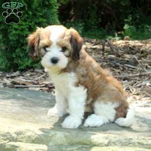 Sierra, Havanese Mix Puppy
