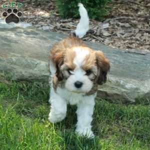 Sierra, Havanese Mix Puppy