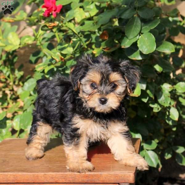 Silas, Yorkie Puppy