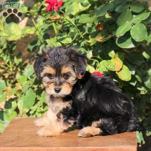Silas, Yorkie Puppy