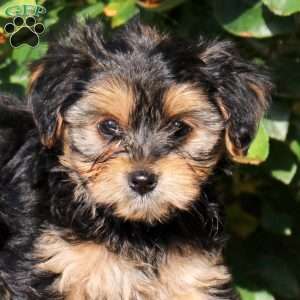 Silas, Yorkie Puppy