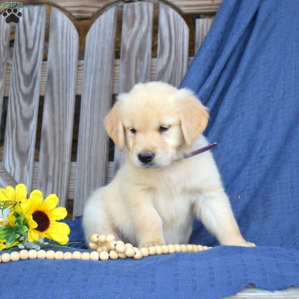 Silo, Golden Retriever Puppy