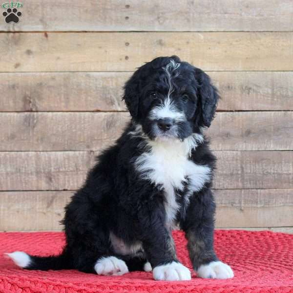 Silo, Bernedoodle Puppy