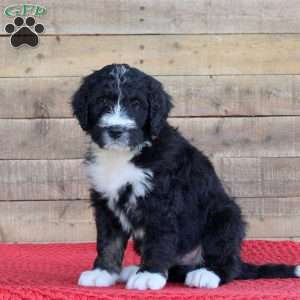 Silo, Bernedoodle Puppy