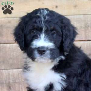 Silo, Bernedoodle Puppy