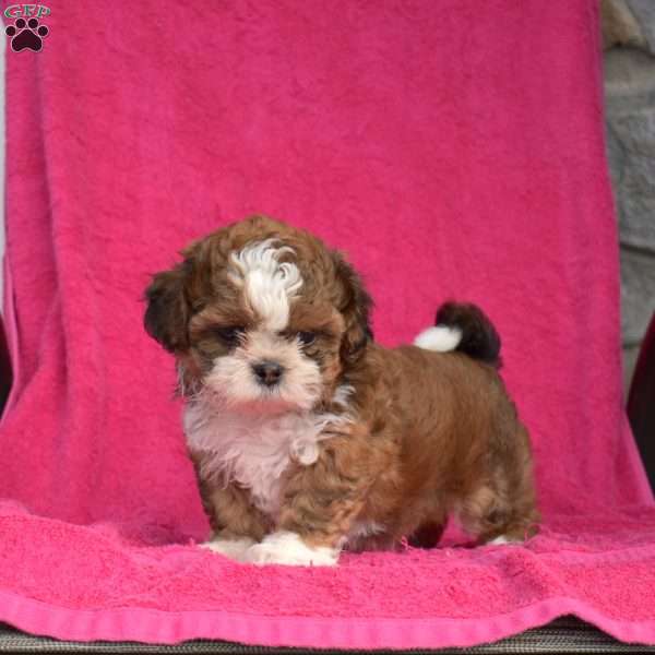 Simba, Shih Tzu Puppy