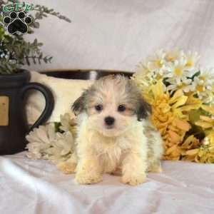 Simba, Mal-Shi Puppy