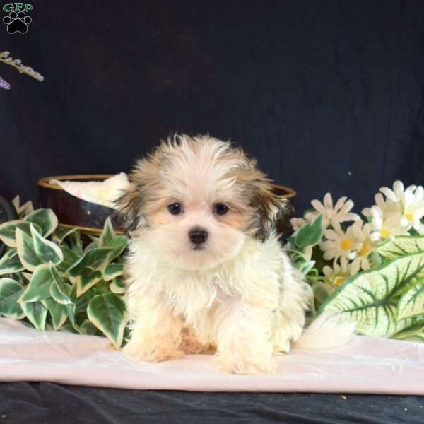 Simba, Mal-Shi Puppy