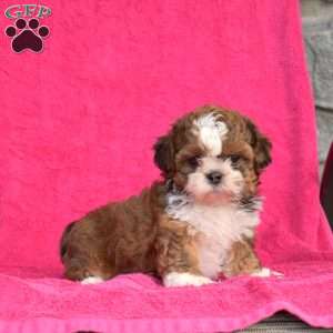 Simba, Shih Tzu Puppy