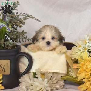 Simba, Mal-Shi Puppy