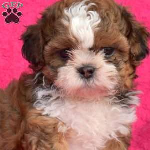 Simba, Shih Tzu Puppy