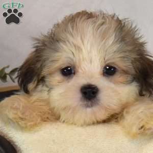 Simba, Mal-Shi Puppy