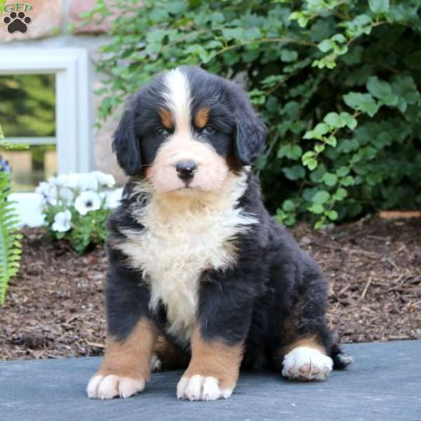 Simba, Bernese Mountain Dog Puppy