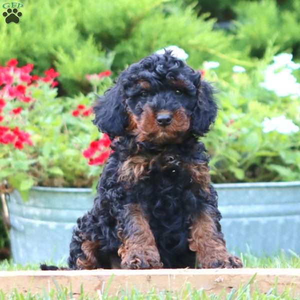 Simba, Miniature Poodle Mix Puppy