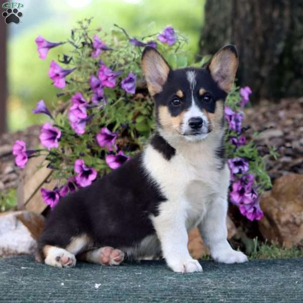 Simba, Pembroke Welsh Corgi Puppy