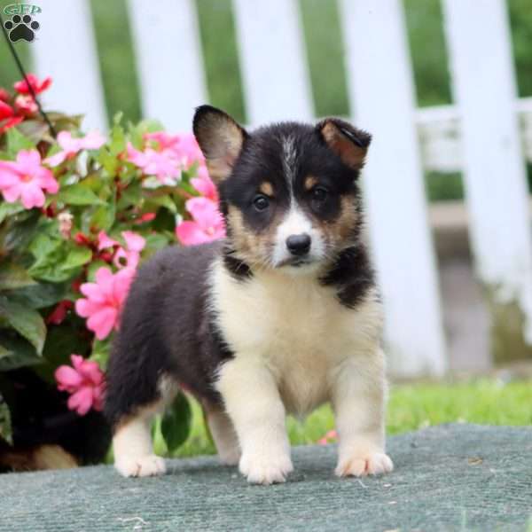 Simba, Pembroke Welsh Corgi Puppy