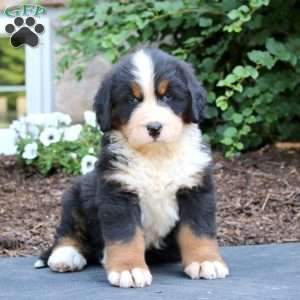 Simba, Bernese Mountain Dog Puppy
