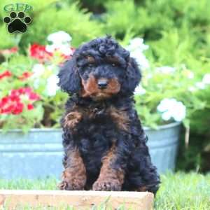 Simba, Miniature Poodle Mix Puppy