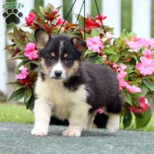 Simba, Pembroke Welsh Corgi Puppy