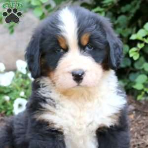 Simba, Bernese Mountain Dog Puppy