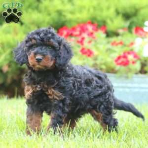 Simba, Miniature Poodle Mix Puppy