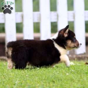 Simba, Pembroke Welsh Corgi Puppy