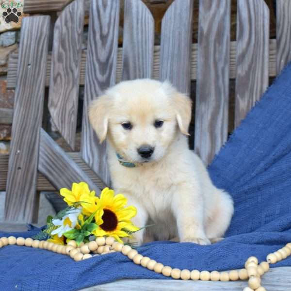 Simon, Golden Retriever Puppy