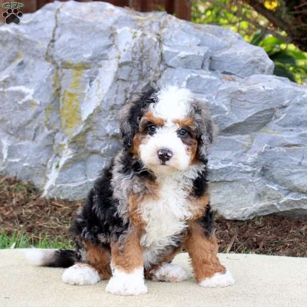 Simon, Mini Bernedoodle Puppy