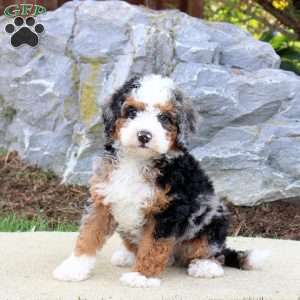 Simon, Mini Bernedoodle Puppy