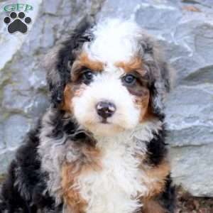 Simon, Mini Bernedoodle Puppy