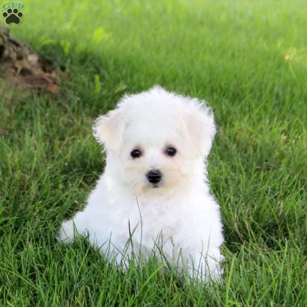 Simone, Bichon Frise Puppy
