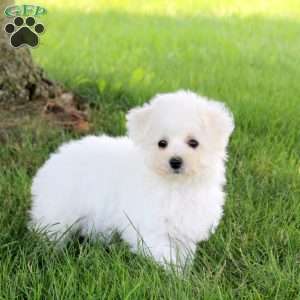 Simone, Bichon Frise Puppy