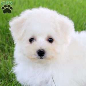 Simone, Bichon Frise Puppy