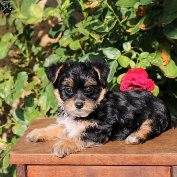 Skipper, Yorkie Puppy
