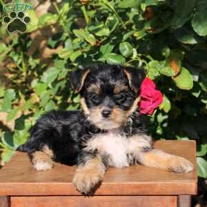 Skipper, Yorkie Puppy